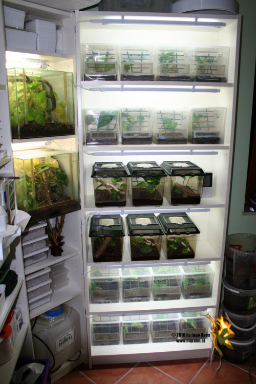 amazingpetenclosures:Not only is the adult enclosure fantastic, but the middle three photos are hatc
