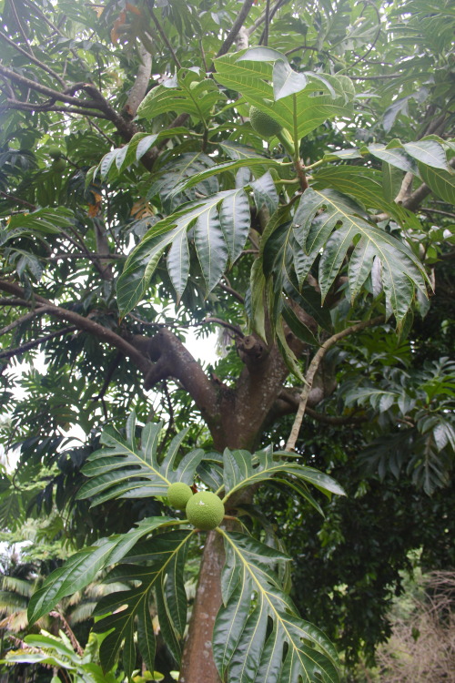 papayai:t-ropiks:anyone ever heard of the breadfruit? guess what? it might end world hunger!! the Na