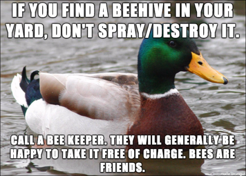 will-85:uglytomatoes:Important reminder from the advice mallard.Unless it’s wasps, kill them w