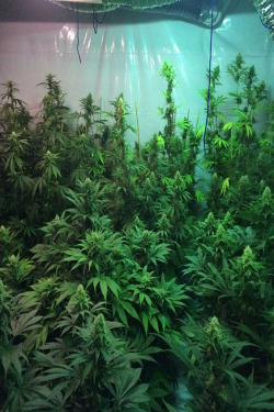 weedallover:Marijuana Growing Schedules