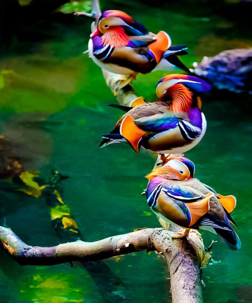 djferreira224:Mandarins