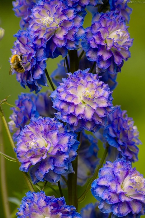 saatkontor:  Larkspur / Rittersporn Highlander® ‘Bolero’ (Delphinium Hybrid)