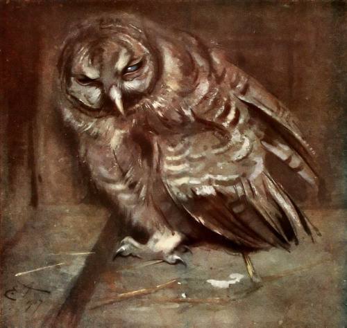 A Young Brown Owl by Edwin John Alexander, 1907