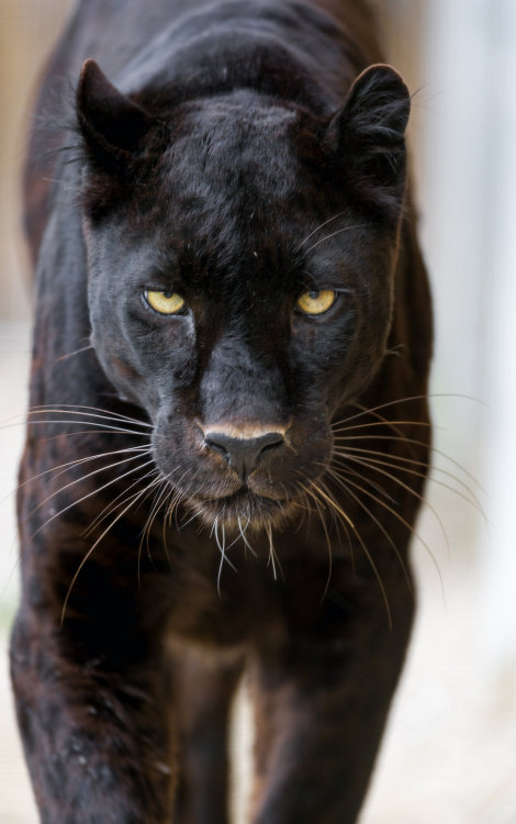 Blacky getting really close! par Tambako The JaguarVia Flickr :Picture of Blacky approaching and loo