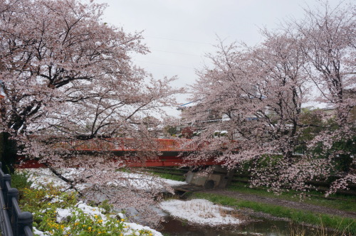 雪の降る日に満開の桜なんて。思わぬところで今年はじめてのお花見達成。近所の川沿いに咲く桜が綺麗なんです。2020.3