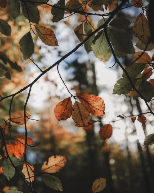 Instagram | Thewildwoodmoth
