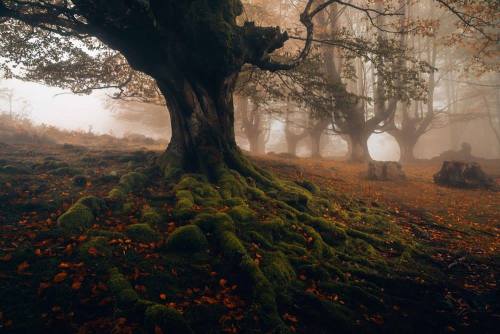 mycelticheart: Forest in Spain