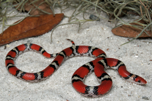 lovingexotics:Scarlet SnakeCemophora coccineaSource: Here