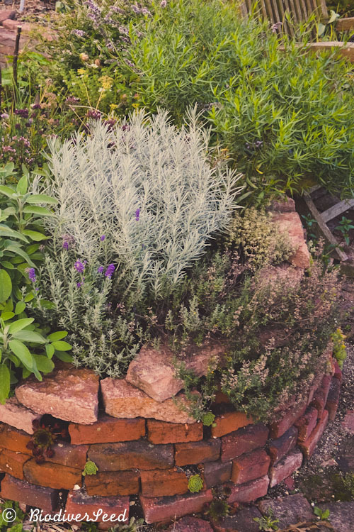 biodiverseed:  The chicks and hens (sempervivum) help to anchor the soil between the bricks of the herb spiral.   Here in their second year, each plant has sent out a multitude of little clones (lateral rosettes). Hopefully, they will one day overwhelm