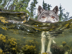 wolveswolves:  This wolf in British Columbia took a break from eating herring roe to investigate a half-submerged object: the photographer’s camera   Photograph by Ian McAllister 