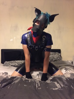 puppixel:  scoutpupp:  600 followers!!! Here is me in my rubber that I promised to show you :) Wruff  *drools* so pretty. *paws at the rubbery puppy* 