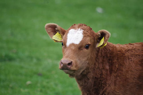 @thejunesky there’s a calf party at the back fence this evening! That second person is a 