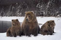 Chillin’ With Mom (Grizzly Bear With Her Cubs)