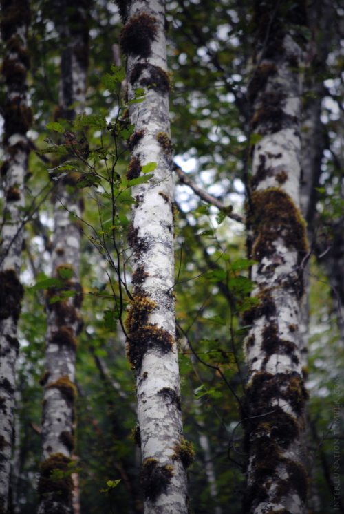 birch tree