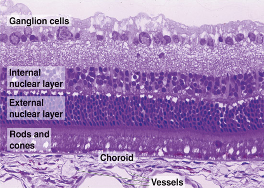 medicalschool:   Histology of the human eye 