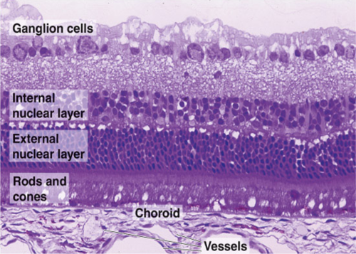 medicalschool:   Histology of the human eye 