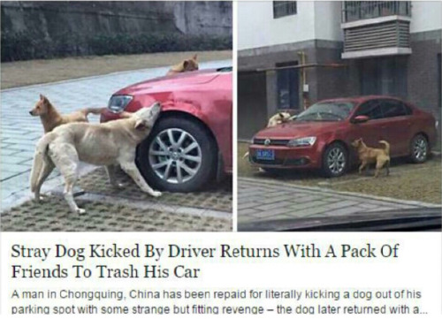 funnyimagesblog:  Funny Images http://ift.tt/1eaTLDp