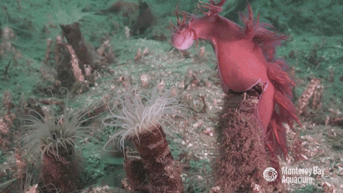 jumpingjacktrash:abookofcreatures:starlight-lilith:currentsinbiology:montereybayaquarium:Watch this 