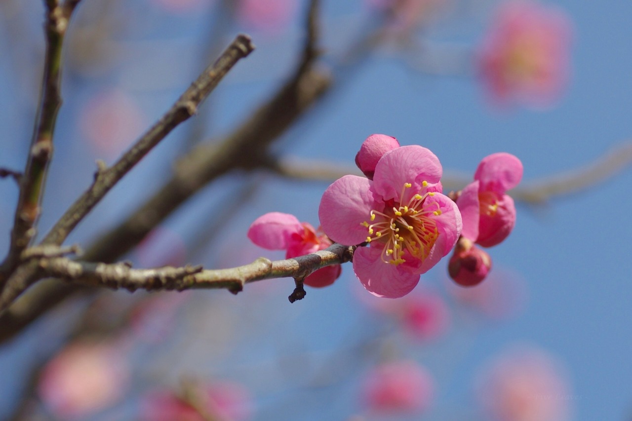 梅花摄影图__花草_生物世界_摄影图库_昵图网nipic.com