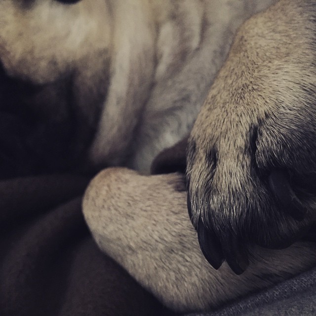Awesome Pugs