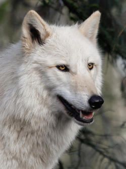 wolfsheart-blog:  ☀ Smiling White Arctic