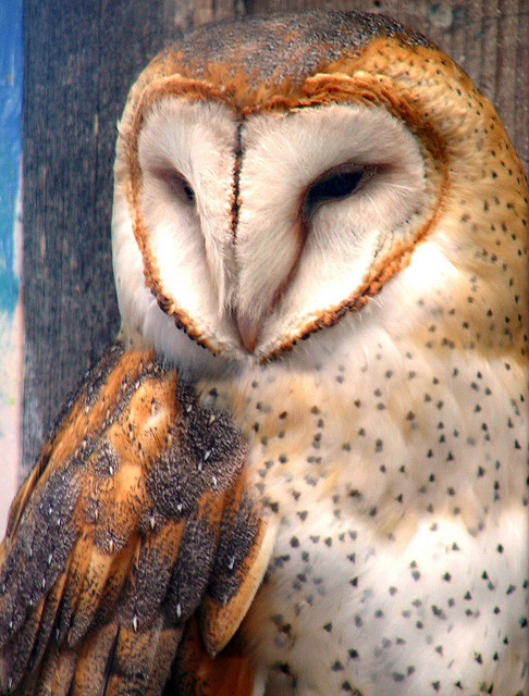 magicalnaturetour: Regal by Jennifer R. Graevell Photography on Flickr.