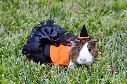 Photo credit: Kelsey. The one wearing our Halloween dress is Nancy, a guinea pig rescued by Austin G