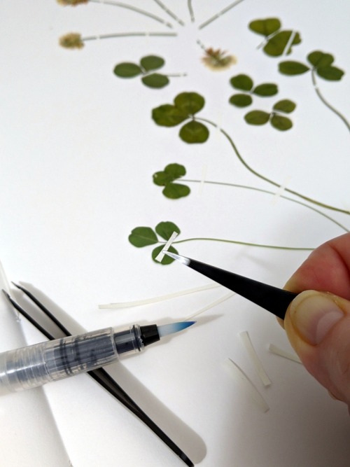 lycomorpha: Eivor’s herbarium P2: white clover Next page in Eivor’s Herbarium is white clover. (Cove