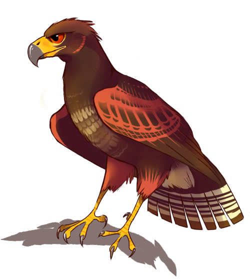 for @huntersonthewing​ who lost their harris hawk Nala the other day. they’re on hiatus now but i hi