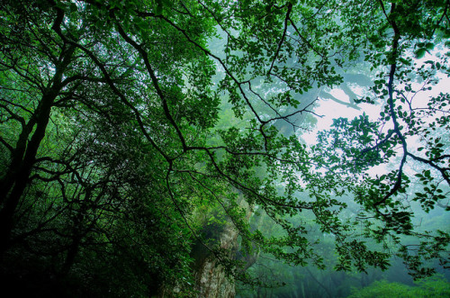 90377: Yakushima Island Jomon Cedar Tree by har_mony_risk on Flickr.
