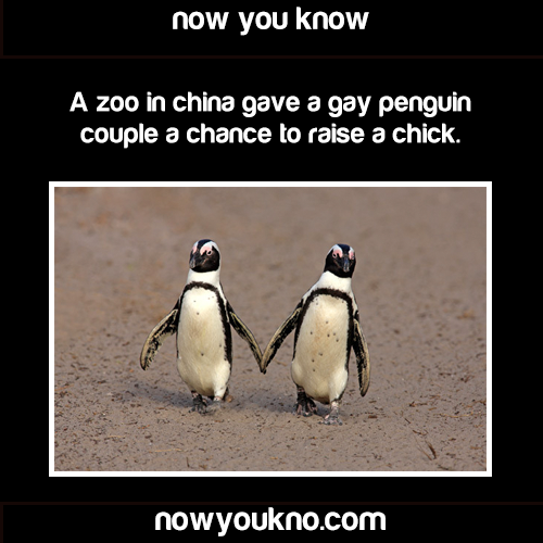XXX nowyoukno:  Gay Facts - for more facts follow photo