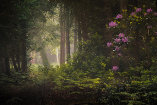 90377: Spring Woodland by Phill