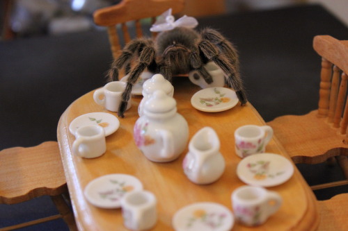 atomicbritt: kaible: sir-p-audax: I had a tea party with Ophelia. She wanted to tip over the sugar j