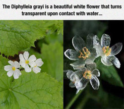 srsfunny:The Diphylleia Grayi