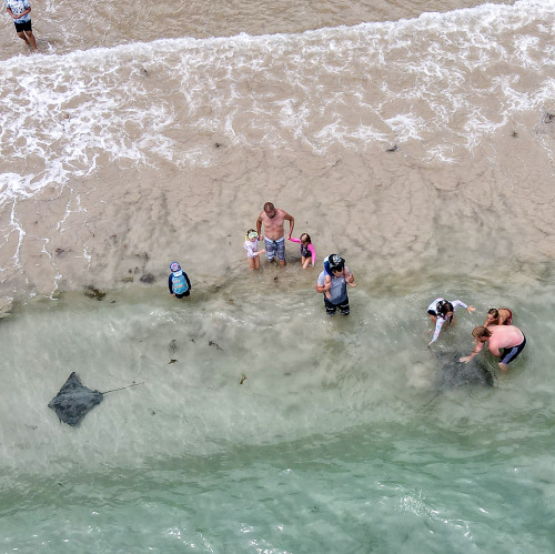 2022: Parents introducing their kids to the friendly Southern Eagle rays (Myliobatis australis) of B