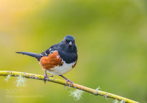 Spotted Towhee