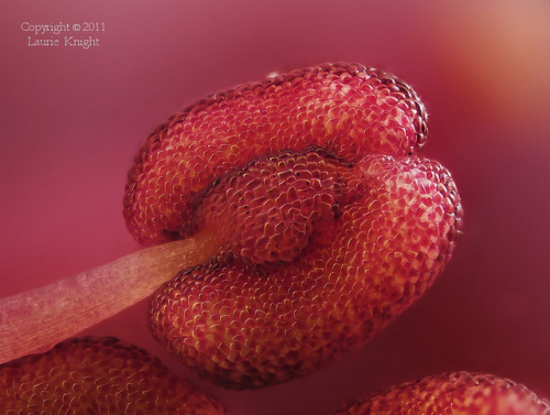 libutron:Eastern RedbudWhat you see in the first photo is a macro of a stamen of Eastern Redbud,  a 