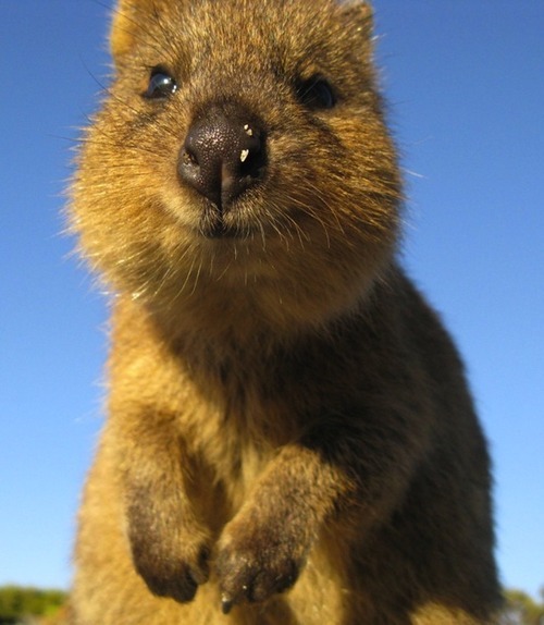 grimphantom:pizzaismylifepizzaisking:i-might-be-misha:this is the quokka its the happiest animal ever its always smilingeven when its asleepit might be one of the cutest marsupials in the worldi mean look at that faceso preciousHe’s really happy…..someone