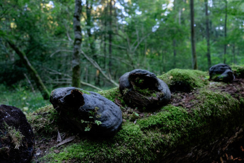 Białowieża Forest, Poland by Stovin