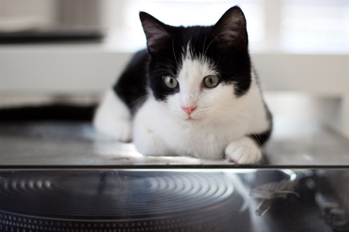 spaetzleundlinse:  Peppi loves music 