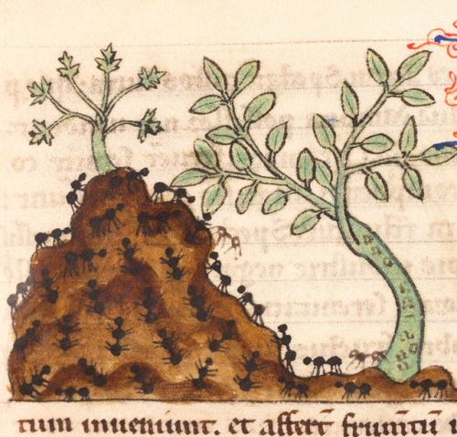 discardingimages: antsDe Natura animalium, Cambrai ca. 1270Douai, Bibliothèque municipale, ms