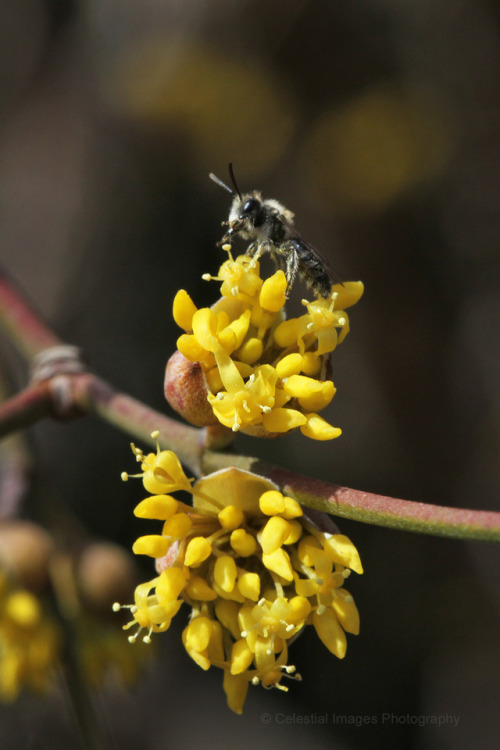 celestialmacros:Beautiful day here yesterday, finally.  So I found the only flowering tree within  m