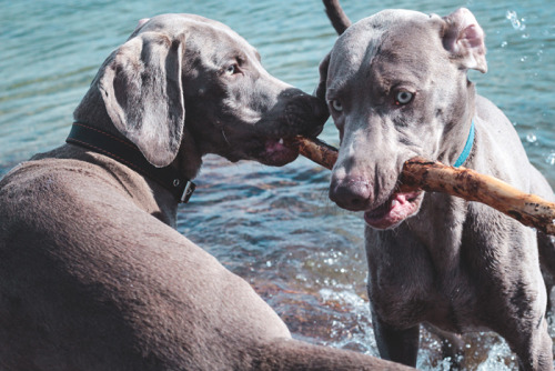 weimaraners