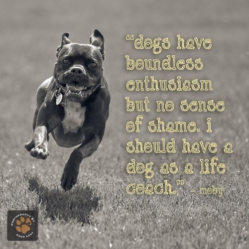 “Dogs have boundless enthusiasm but no sense of shame. I should have a dog as a life coach” -Moby#do