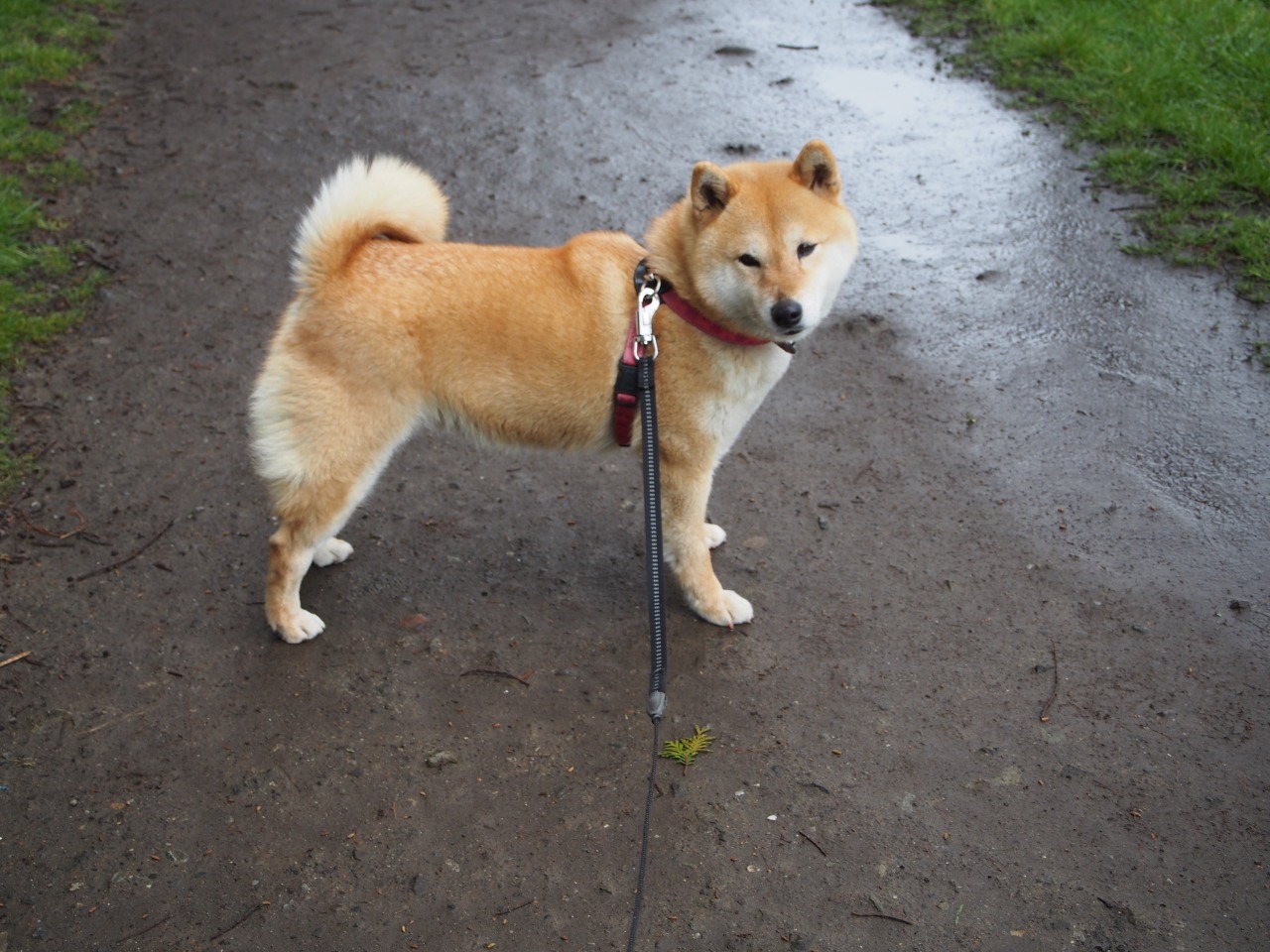 shibainu-komugi:  今日の柴犬の小麦さん #shiba #dog #komugi #shibe #doge