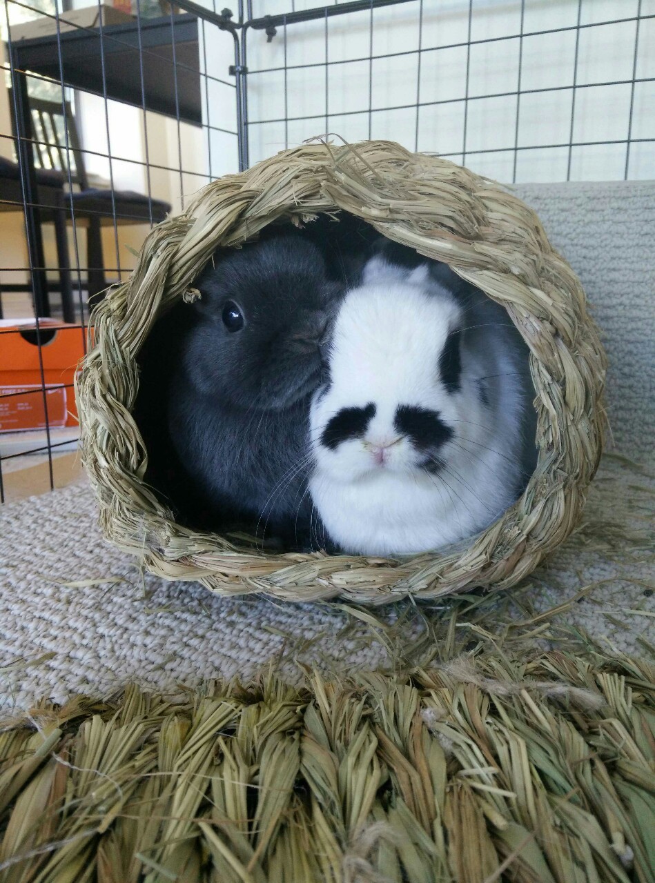 hime-bun:Hello. We like cuddling!!! 