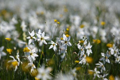 dorobozaru:aph-ukraina:Narcissus ValleyCarpathian Biosphere Reserve | UkraineCan I go to there??