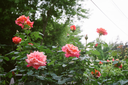 ...a ruža je ruža... - Page 23 Tumblr_moynzuS49U1r1rga6o1_540