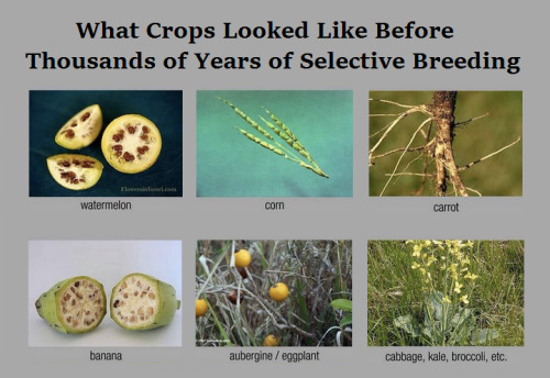 thatscienceguy: Crops Before Selective Breeding