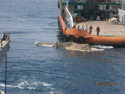 thespacehead:  stayy0ungandwild:  jbu1211:  dualpaperbags:  ewok-gia:  Strange Creature Found in the Persian Gulf    What the fuck  BYE  it honestly looks like some kind of fucked up gator w hat   Persian Rim, anyone?